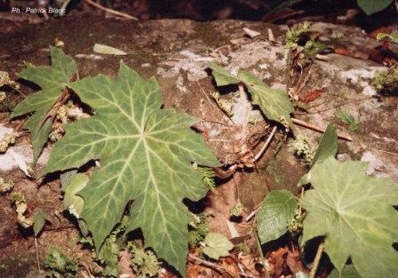 B. aceroides